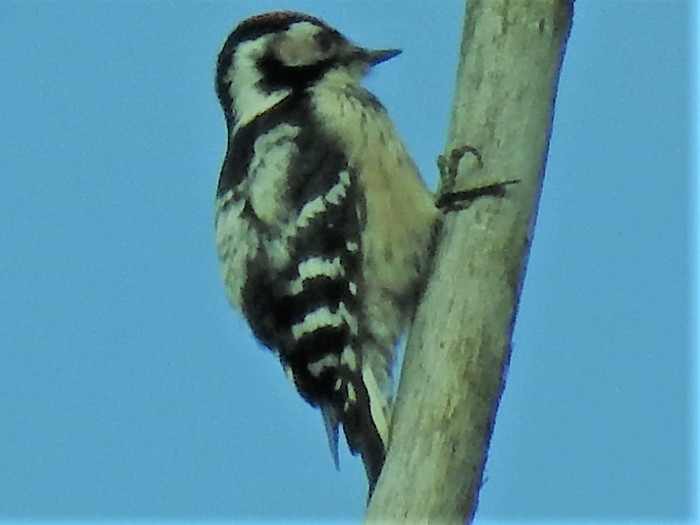 Lesser Spotted Woodpecker
