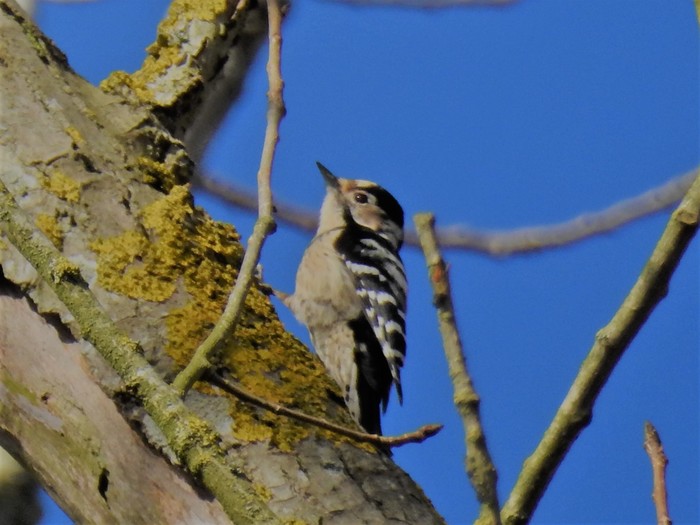 Lesser Spotted Woodpecker