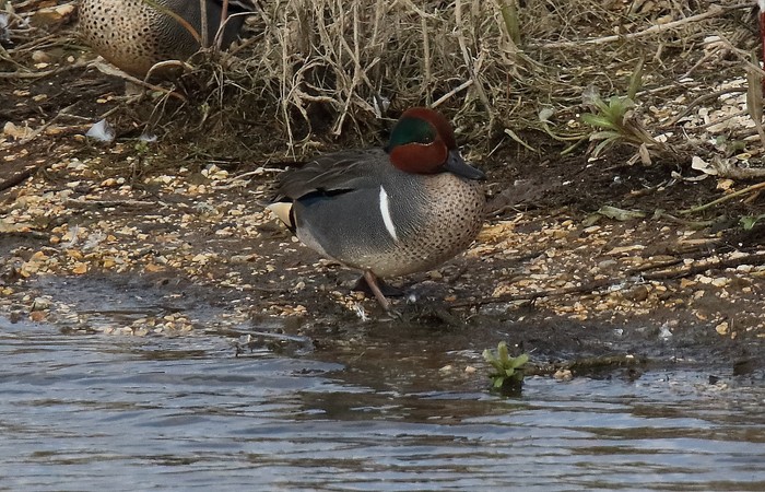 green-winged teal