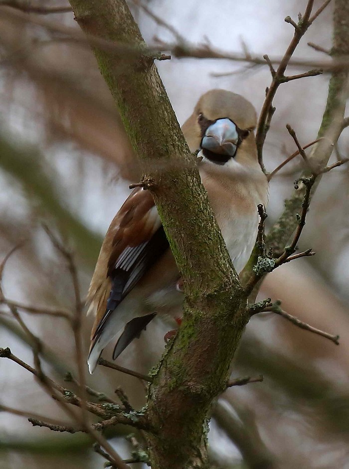 Hawfinch