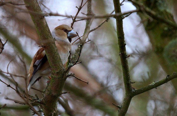 hawfinch