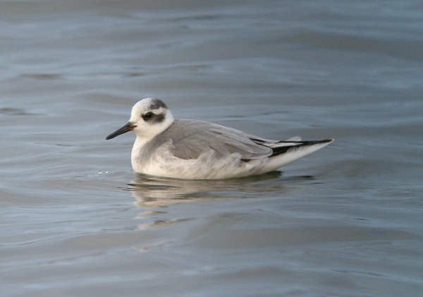 Grey Phalarope