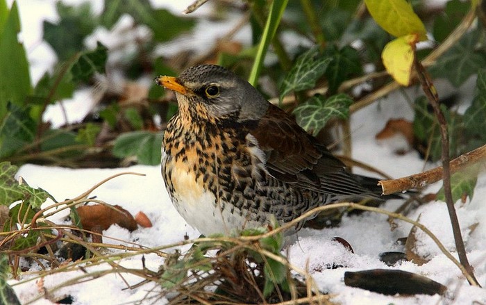 Fieldfare
