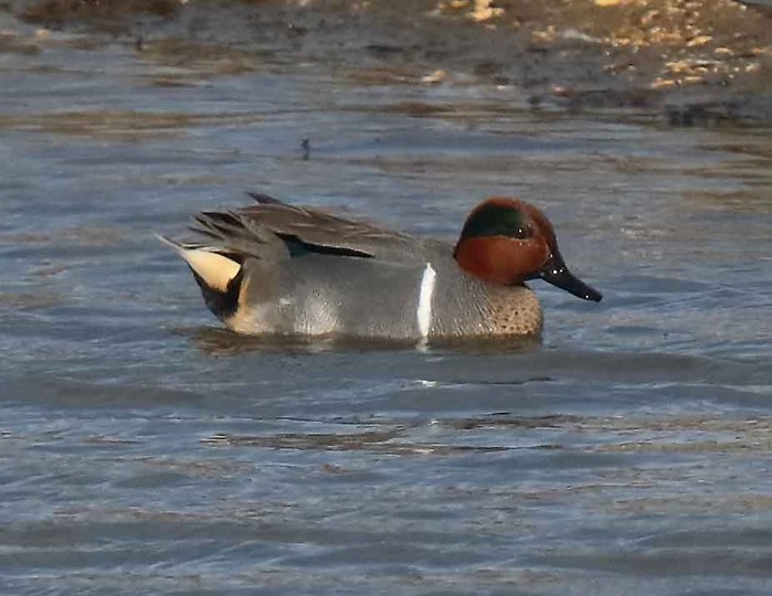 Green-winged Teal