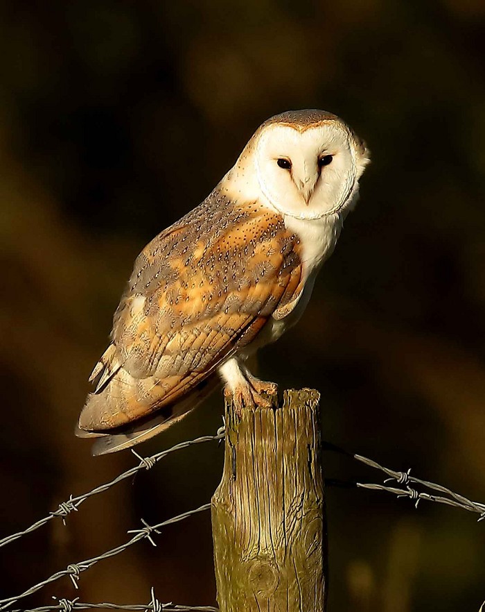 Barn Owl