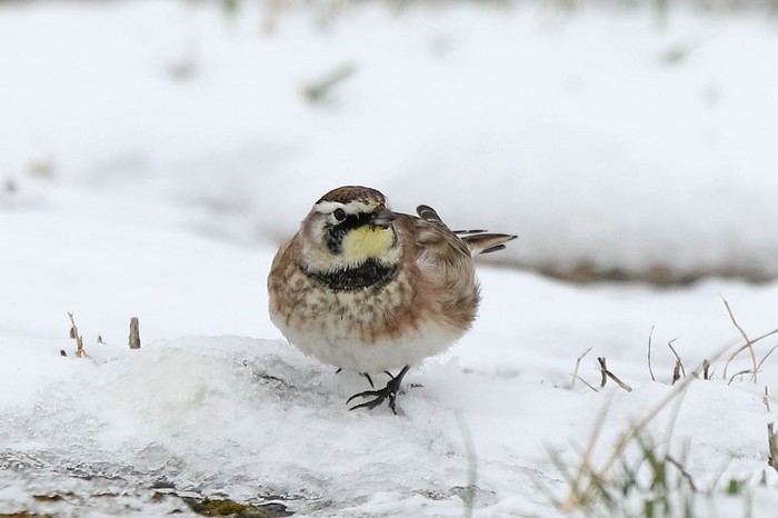 Horned Lark