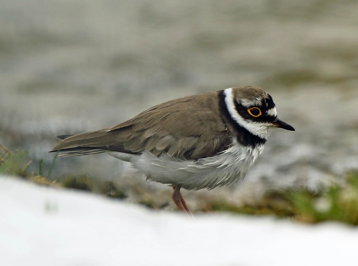 Little Ringed Plover