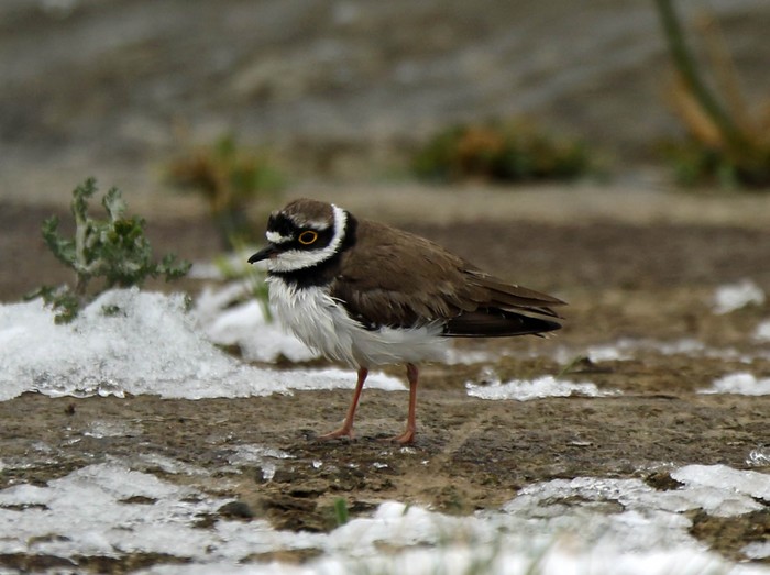 Little Ringed Plover