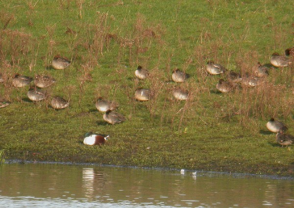 Green-winged Teal
