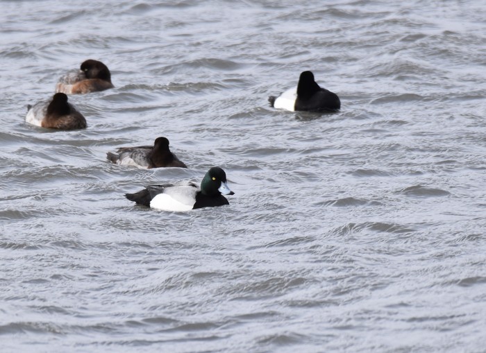 Scaup