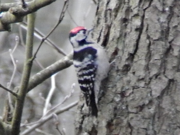 Lesser Spotted Woodpecker