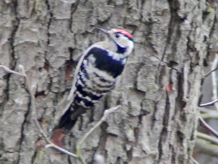 Lesser Spotted Woodpecker