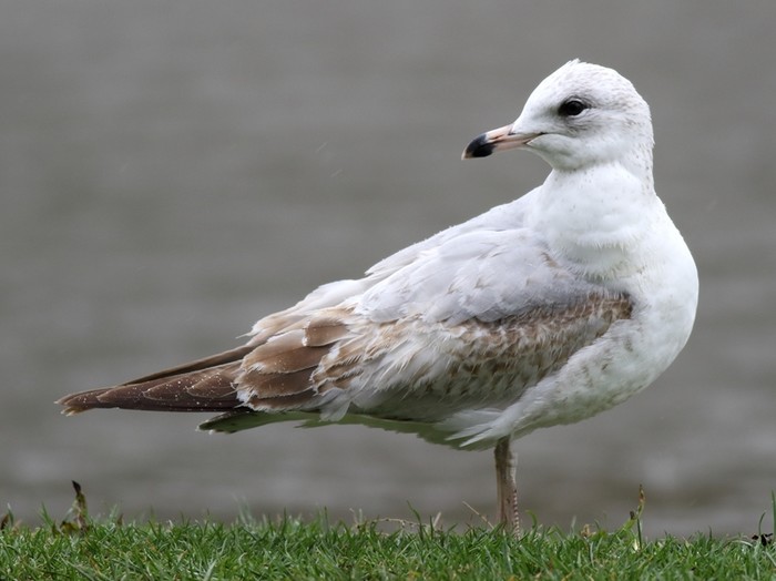 Ring-billed Gull