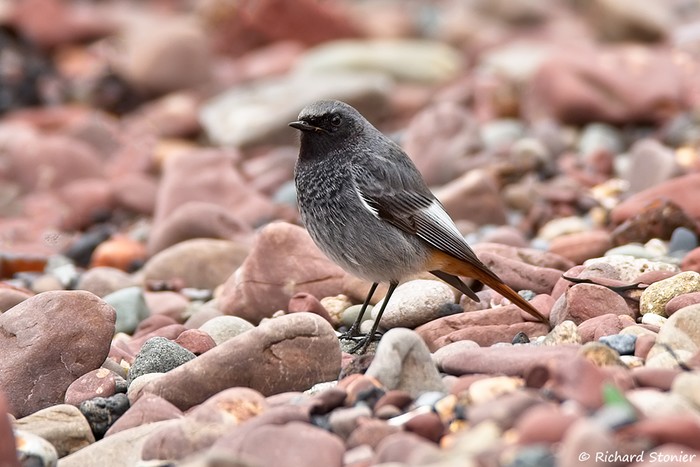 Black Redstart