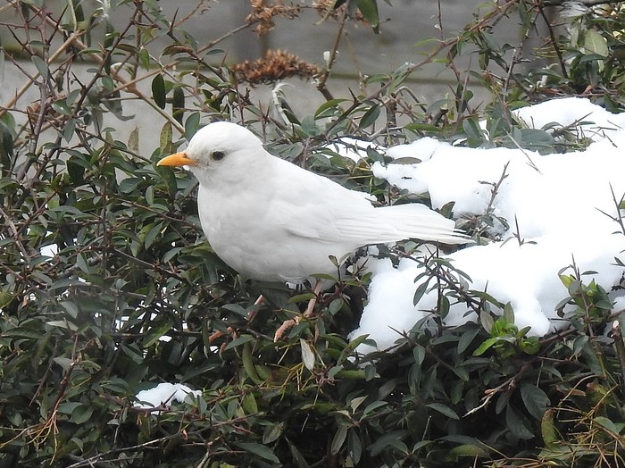 Blackbird