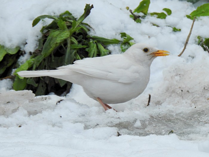 Blackbird