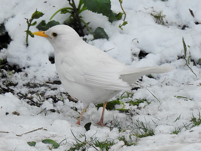 Blackbird