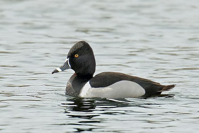 Ring-necked Duck
