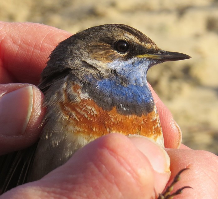 White-spotted Bluethroat
