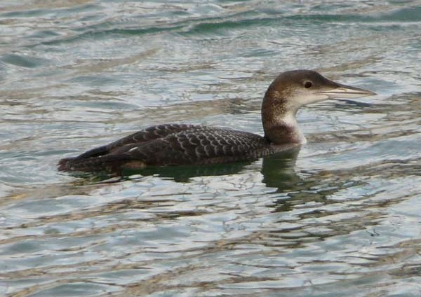 Great Northern Diver