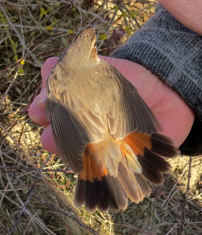 White-spotted Bluethroat