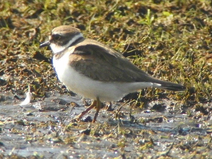 Little Ringed Plover