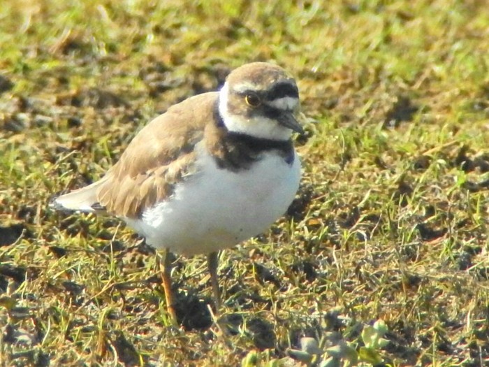 Little Ringed Plover