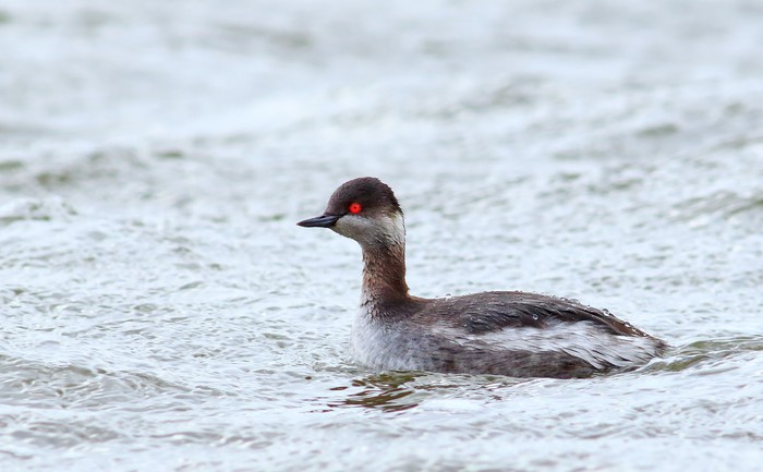 Black-necked Grebe