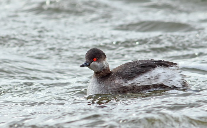 Black-necked Grebe
