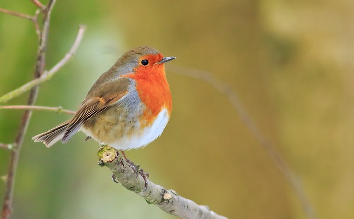 Robin