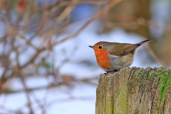 Robin