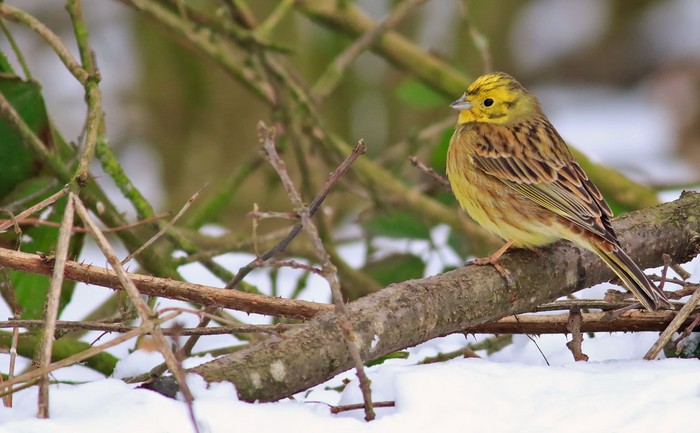 Yellowhammer