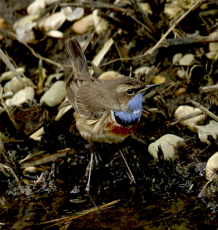 White-spotted Bluethroat
