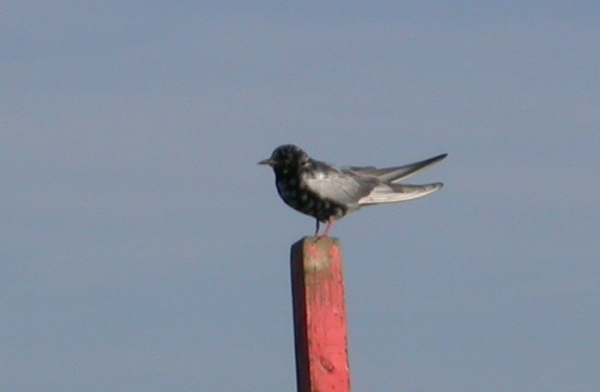 White-winged Black Tern
