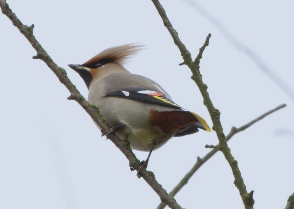 Waxwing