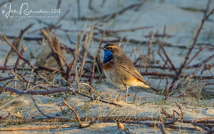 White-spotted Bluethroat