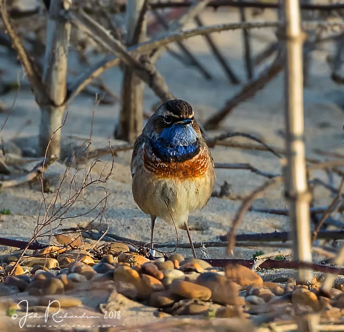White-spotted Bluethroat