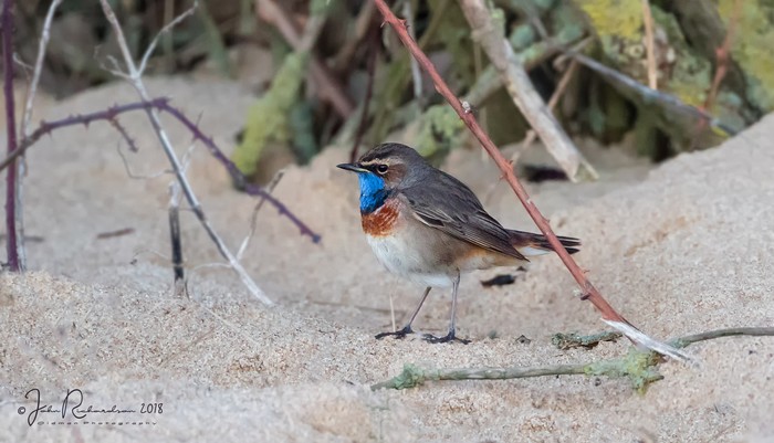 White-spotted Bluethroat