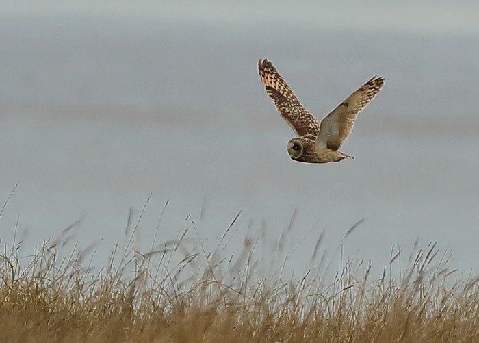 Short-eared Owl