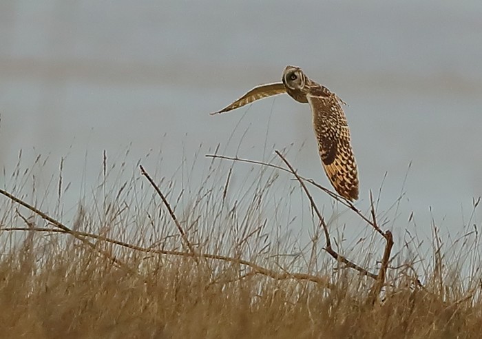 Short-eared Owl
