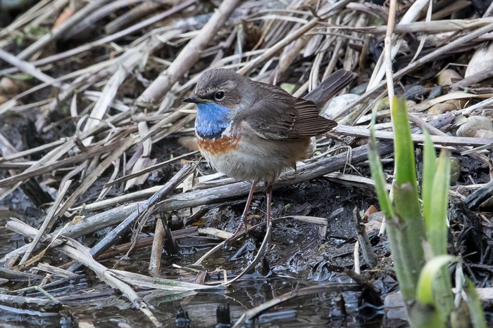 White-spotted Bluethroat