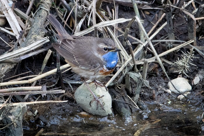 White-spotted Bluethroat