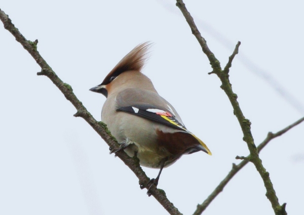 Waxwing