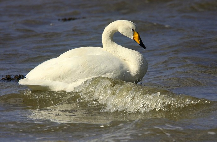 Whooper Swan