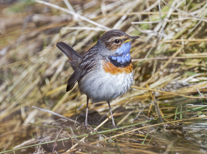 White-spotted Bluethroat