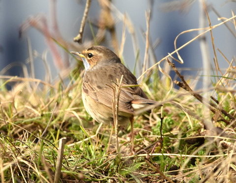 Bluethroat