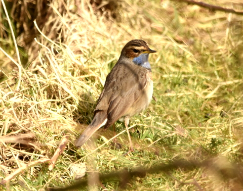 Bluethroat