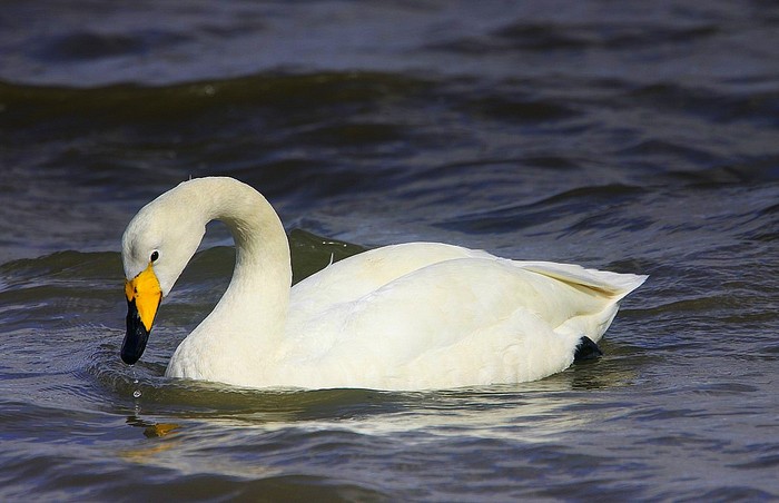 Whooper Swan
