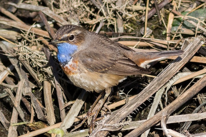 White-spotted Bluethroat