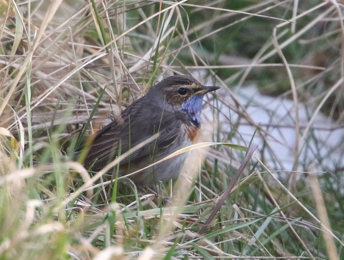 White-spotted Bluethroat